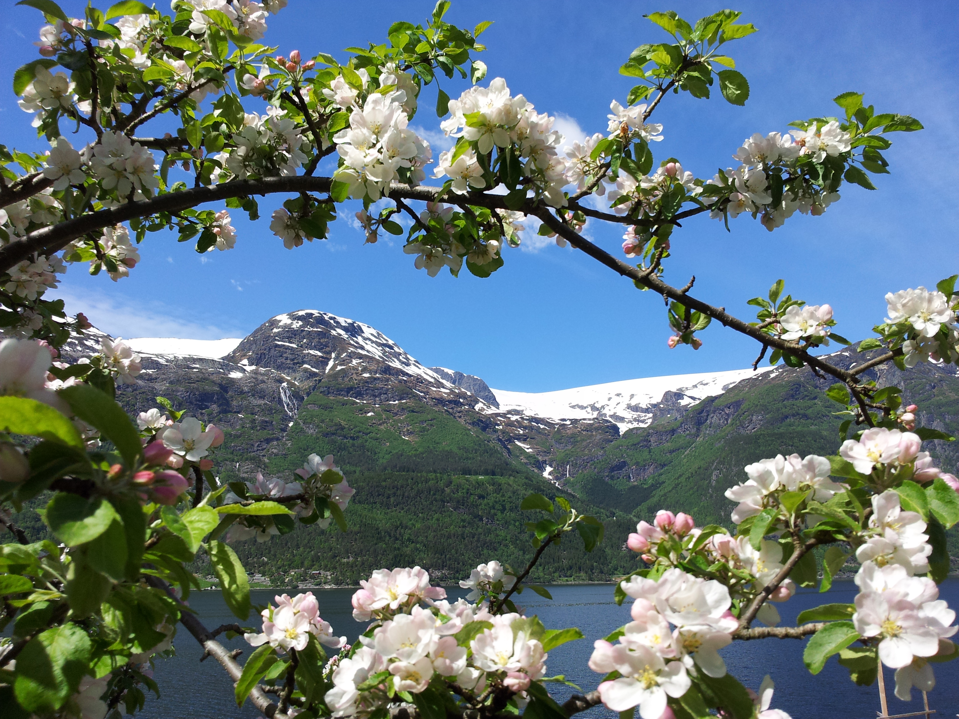 Flowers in bloom in Skjelvik, looking out toward Åsenuten and Folgefonna. - © Anne Gullbjørg Digranes