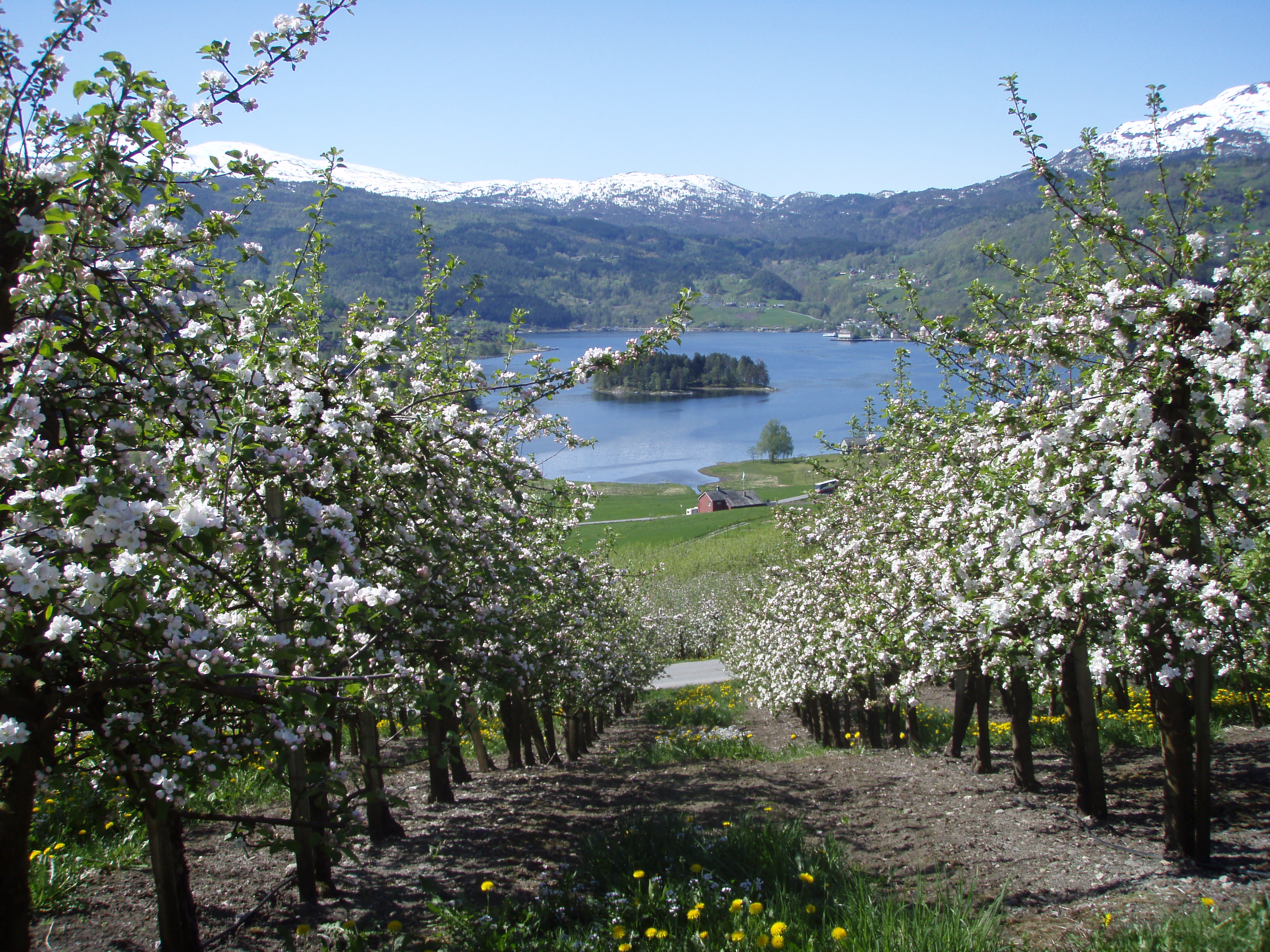 Orchard in Ulvik.  © Destination Hardanger Fjord/ Nils Lekve