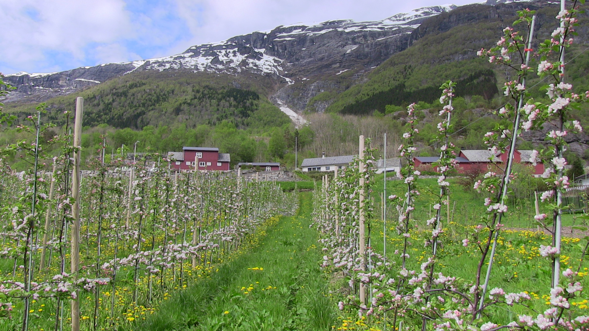 Fruit field in Aga.     © Anne Gullbjørg Digranes    