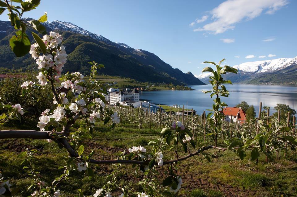 Eplebløming, sett mot sør.  © Hotel Ullensvang