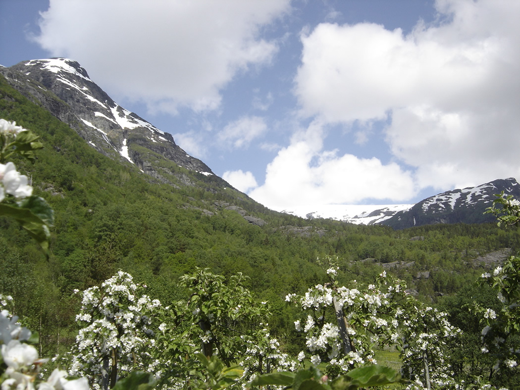 Eplebløming på Steinseker mot Åsenuten og Folgefonna - © Anne Gullbjørg Digranes