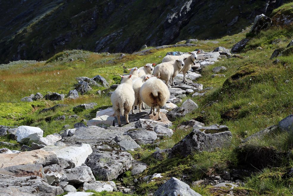Buføringsvegen. © Arvid Aga. www.arvid-aga.no