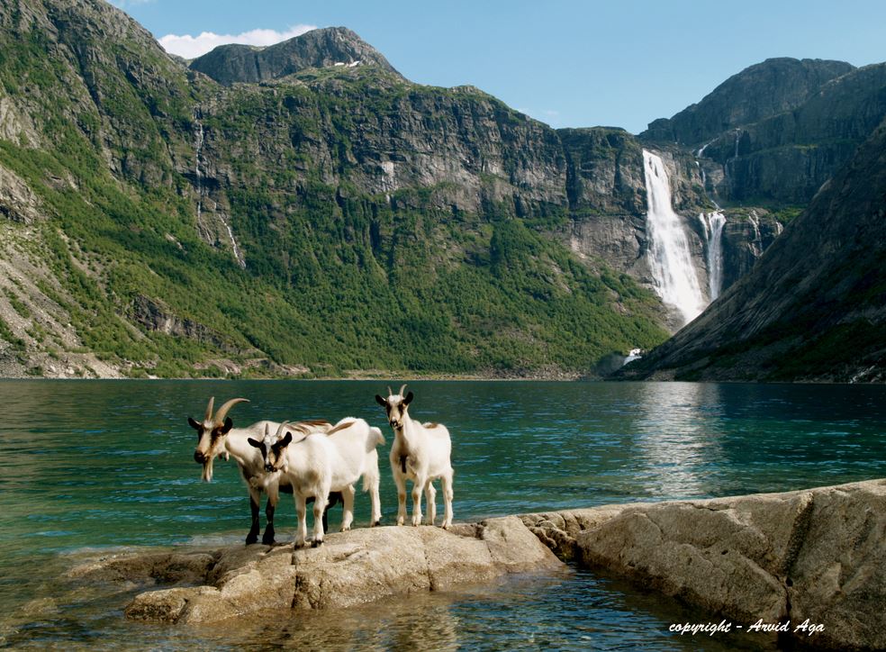 Ringedalsfossen i enden av Ringadalsvatnet.  - © Arvid Aga.  www.arvid-aga.no