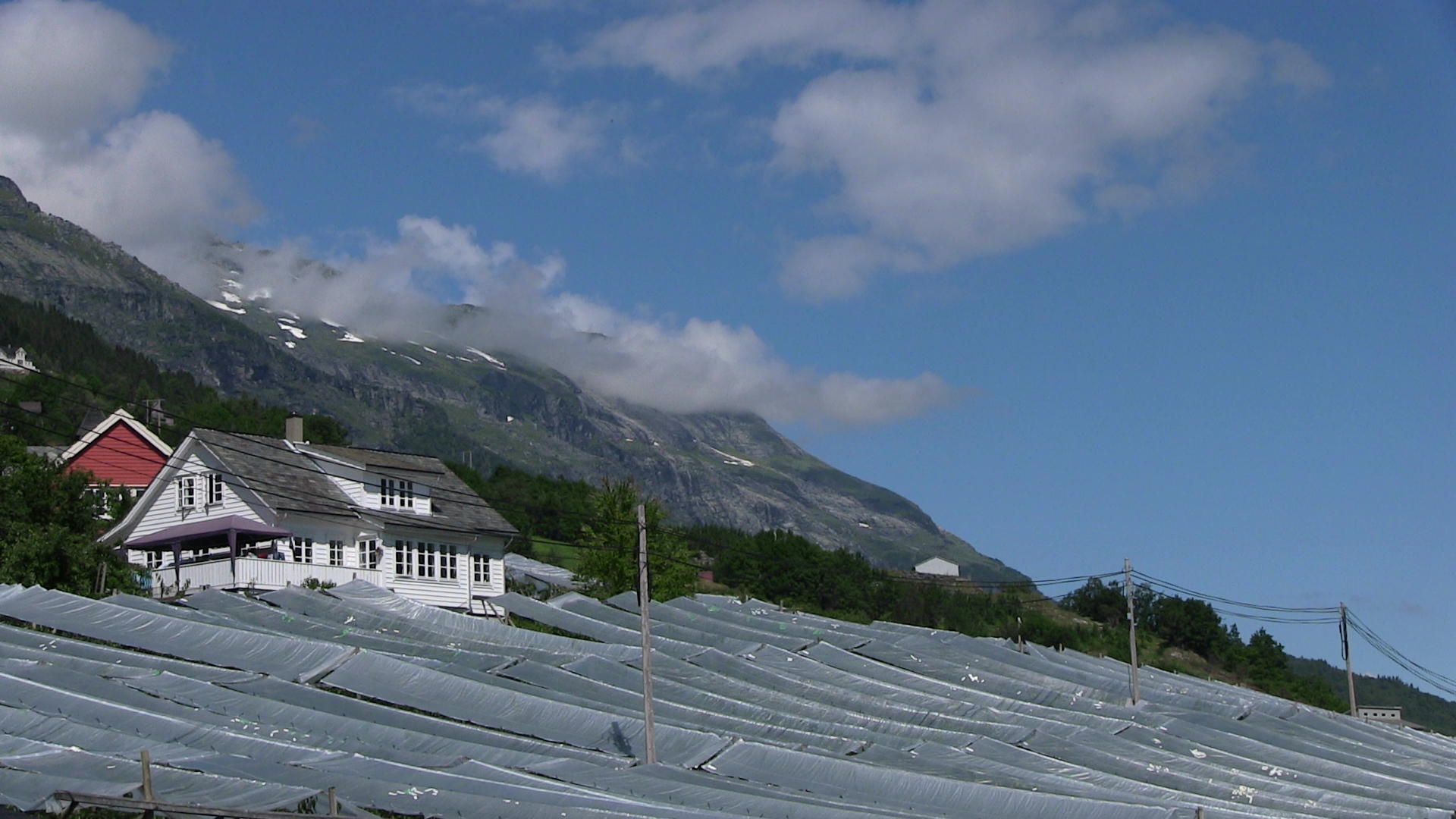 Plast over morelletrea, Bleie. © Anne Gullbjørg Digranes