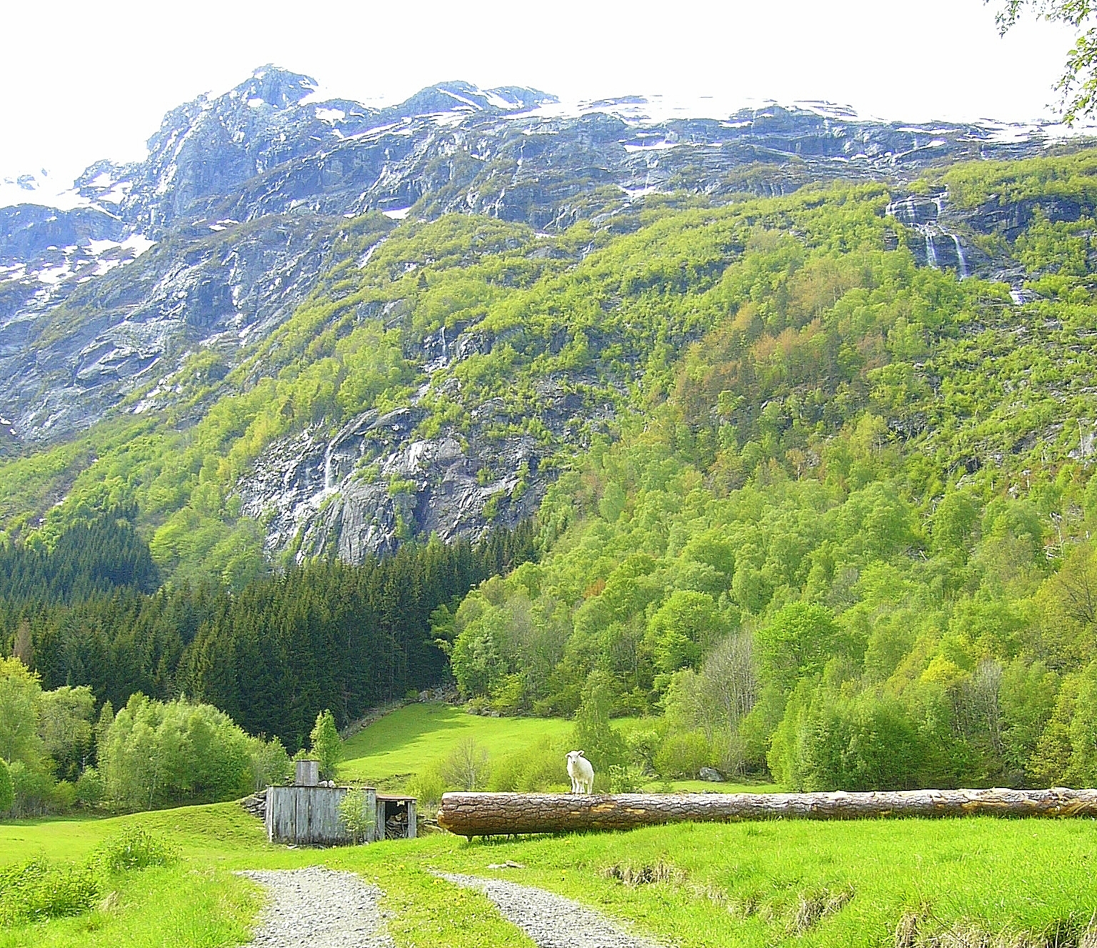 Storenut. Vår. © Anne Gullbjørg Digranes