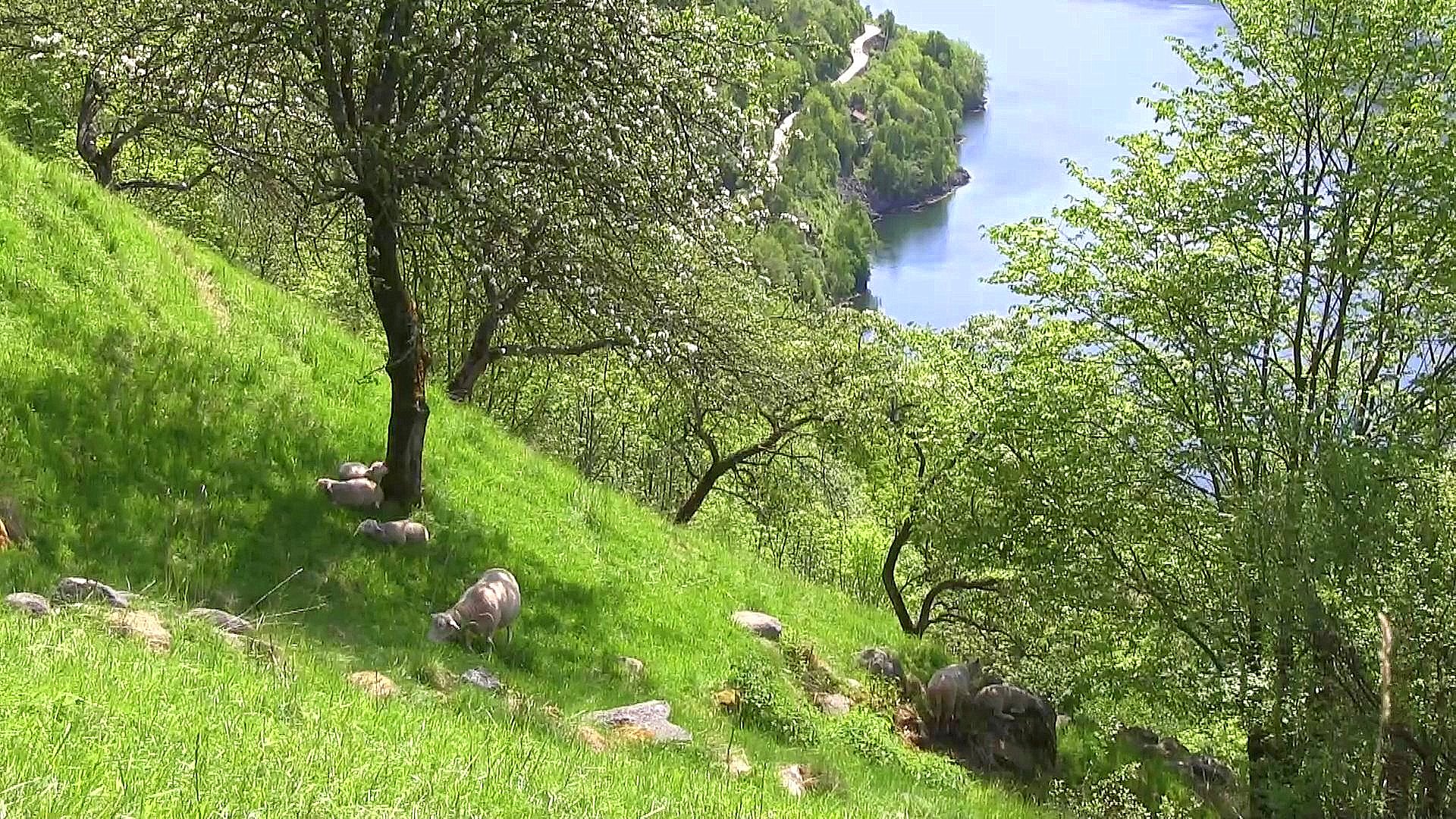 Sauebeite på Skjeldås, Sørfjorden. - © Anne Gullbjørg Digranes